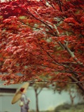 YITUYU Art Picture Language 2021.09.02: Deep Red Leaves Have No Troubles(4)